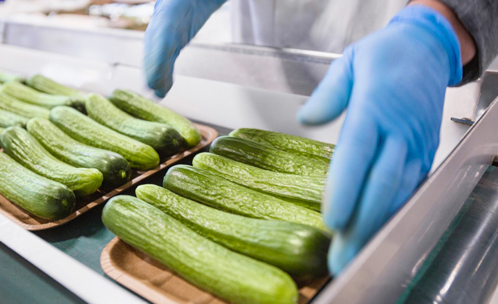 Vegetable cascades Cardboard trays